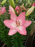 [5060 Albufeira No02.JPG]